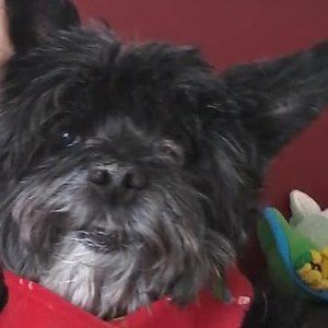 Meet your Posher, Judy